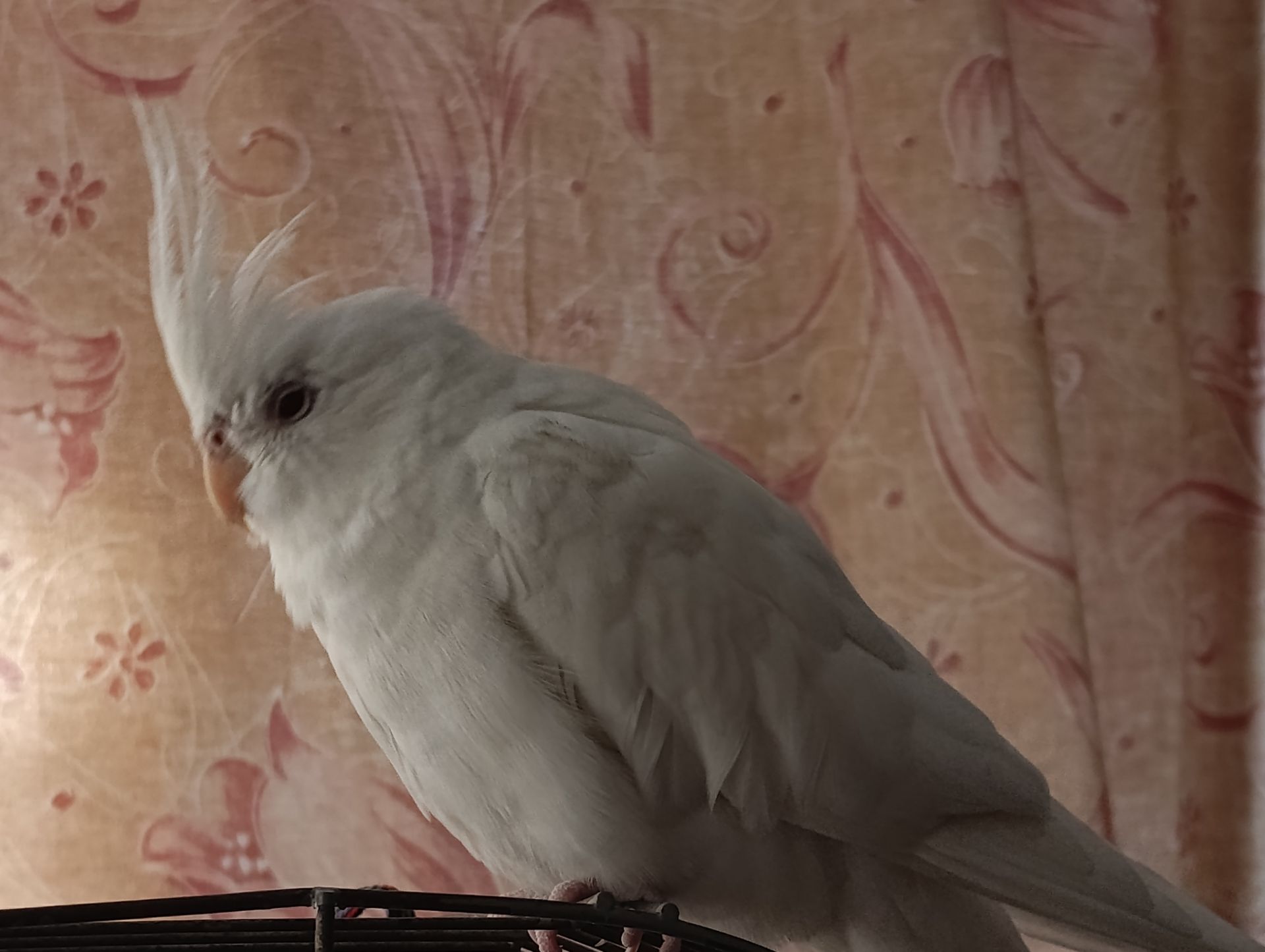 Попугай корелла возраст 5 месяцев