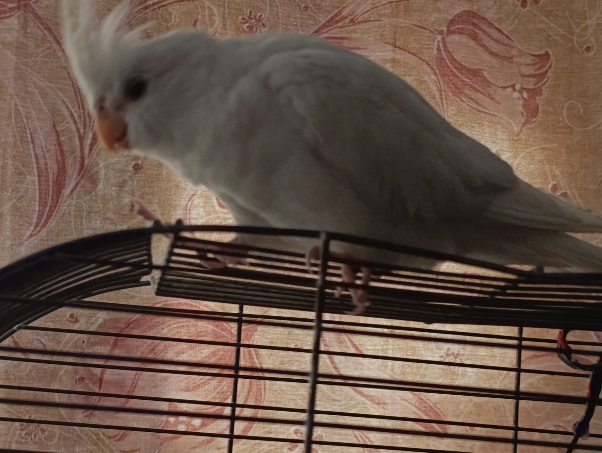 Попугай корелла возраст 5 месяцев