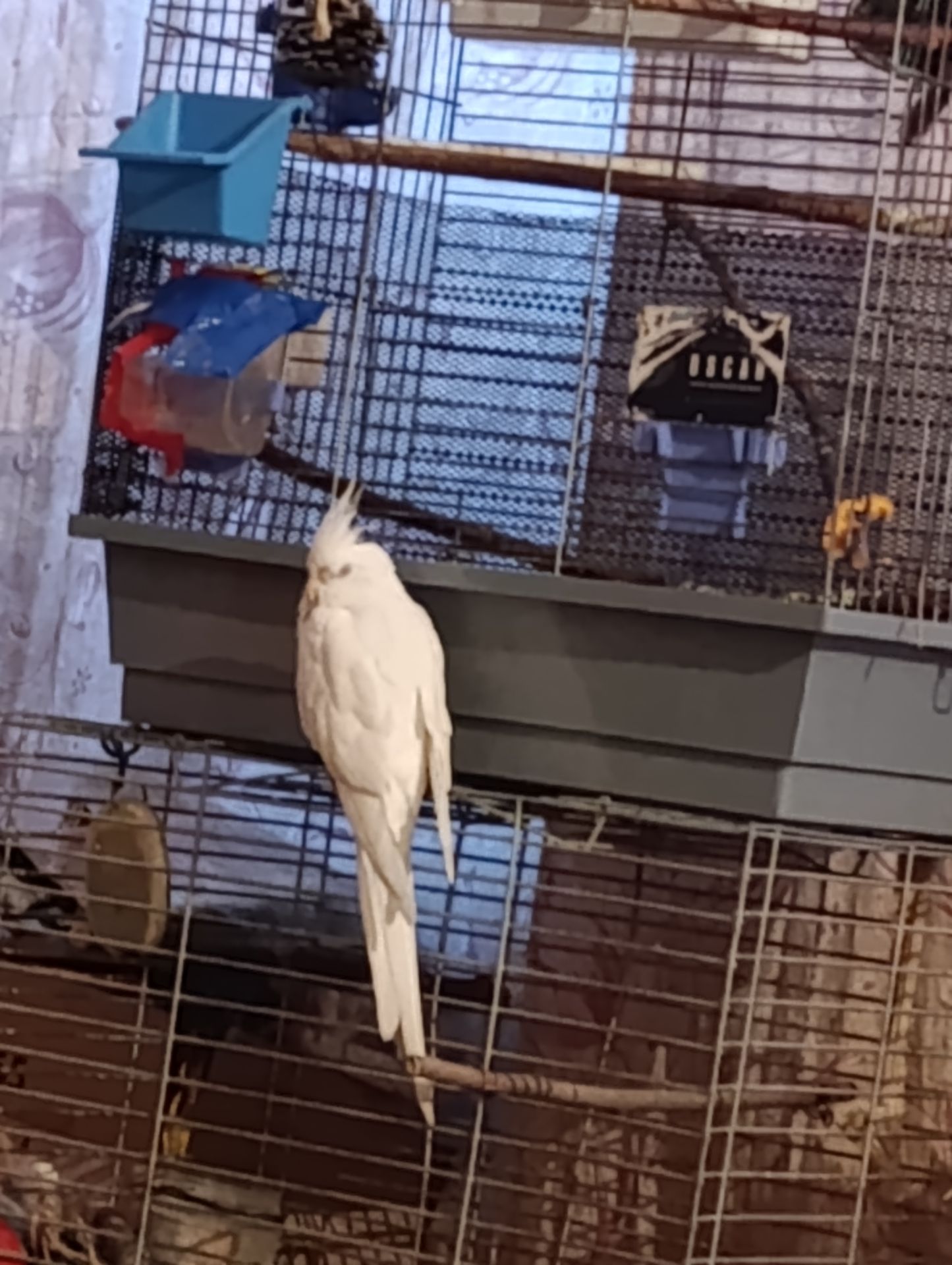 Попугай корелла возраст 5 месяцев