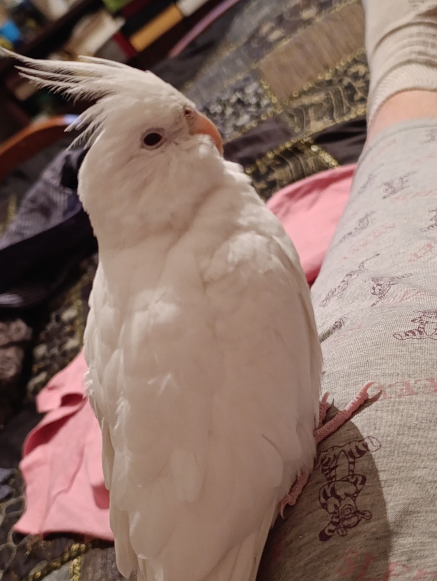 Попугай корелла возраст 5 месяцев