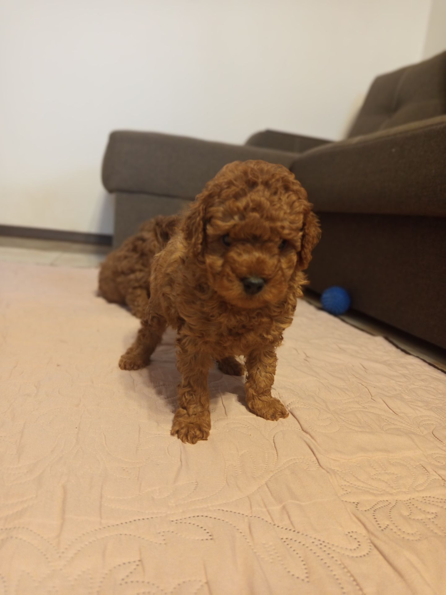 Той Пудель дівчинка Редбраун