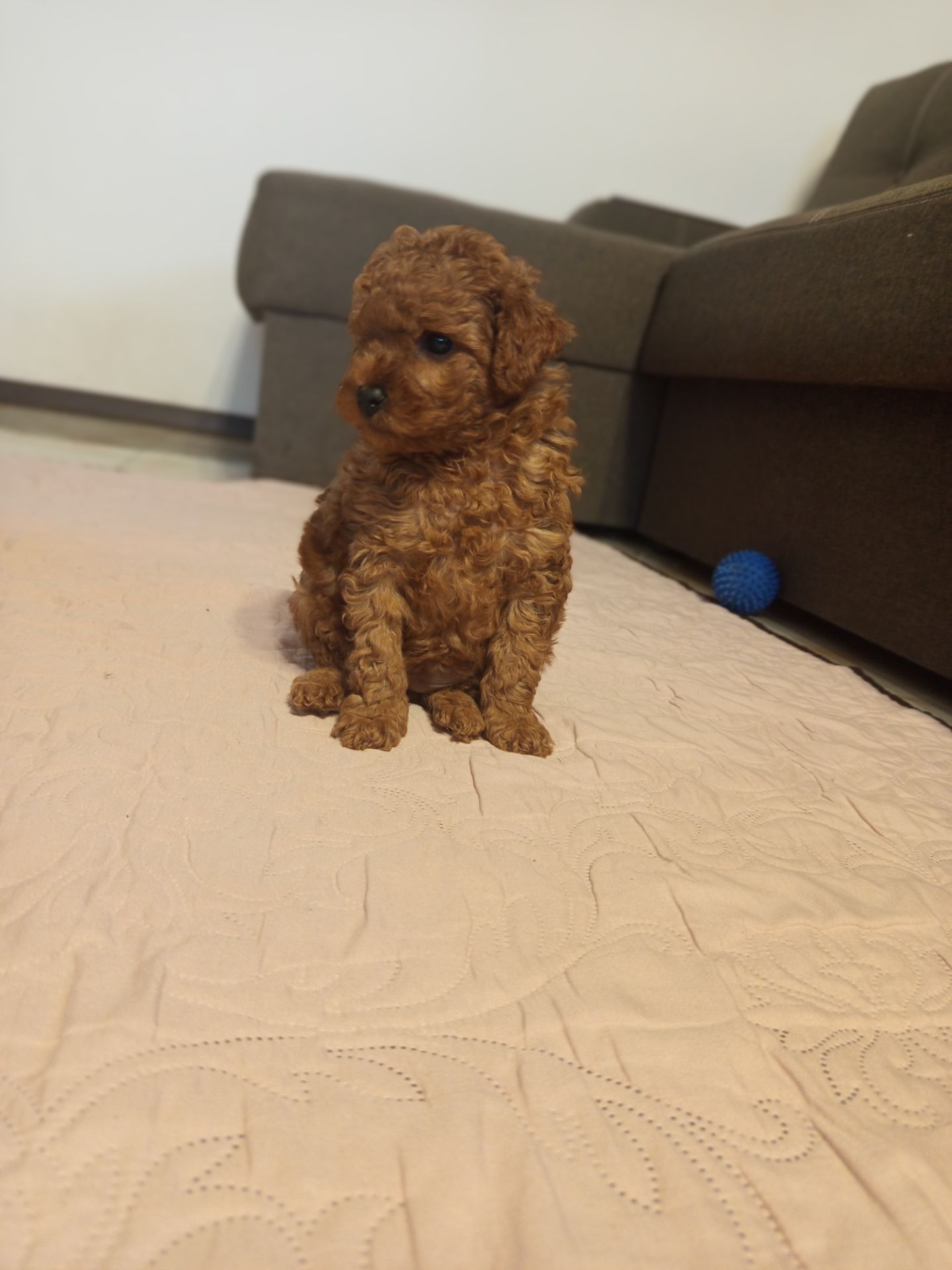 Той Пудель дівчинка Редбраун