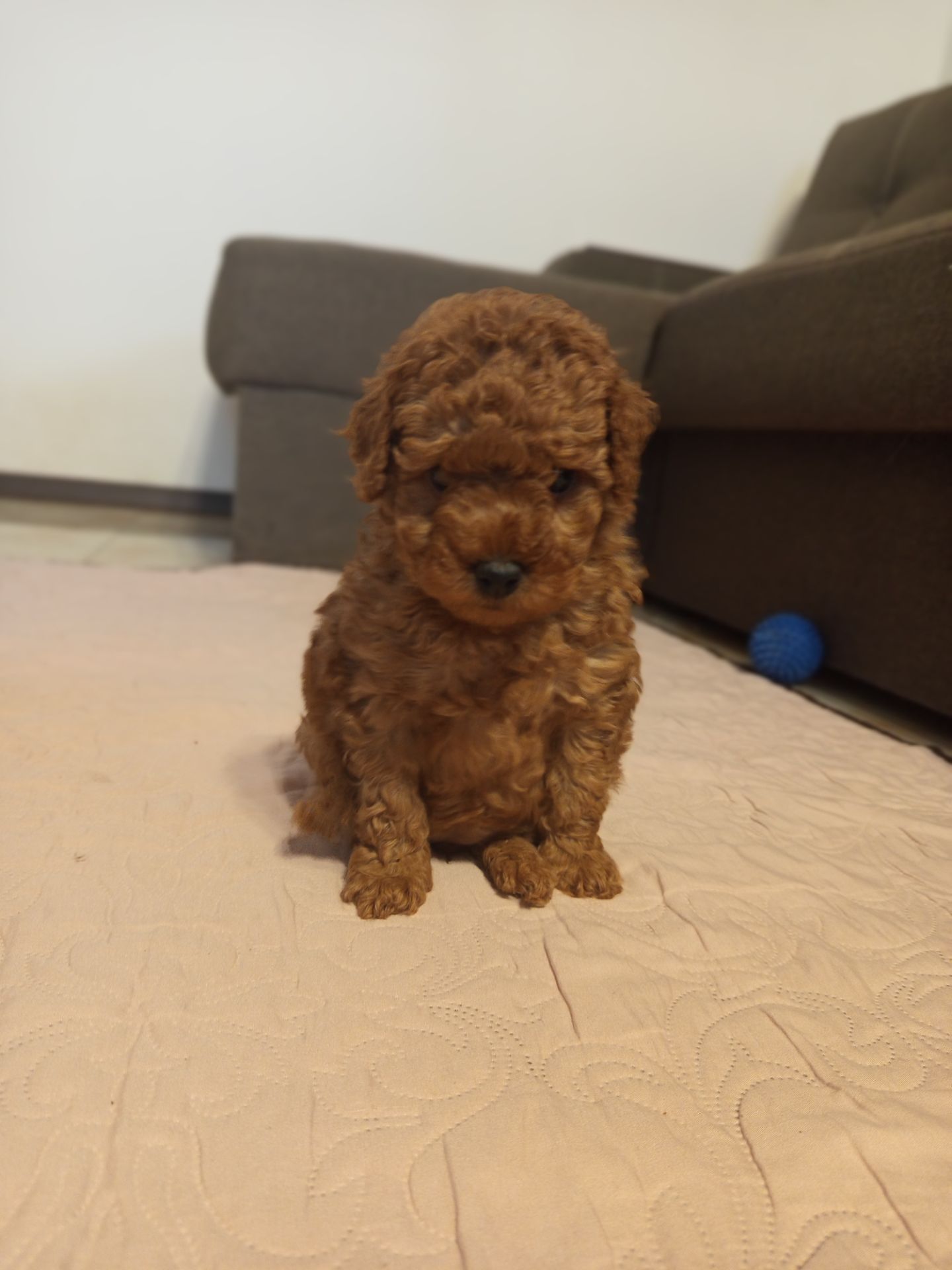 Той Пудель дівчинка Редбраун