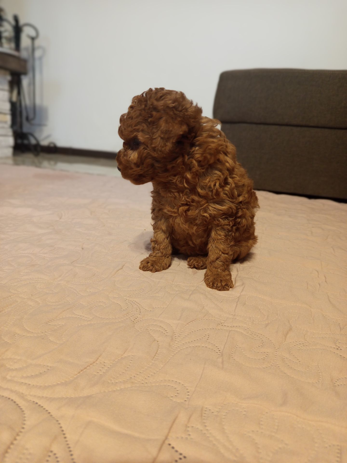 Той Пудель дівчинка Редбраун