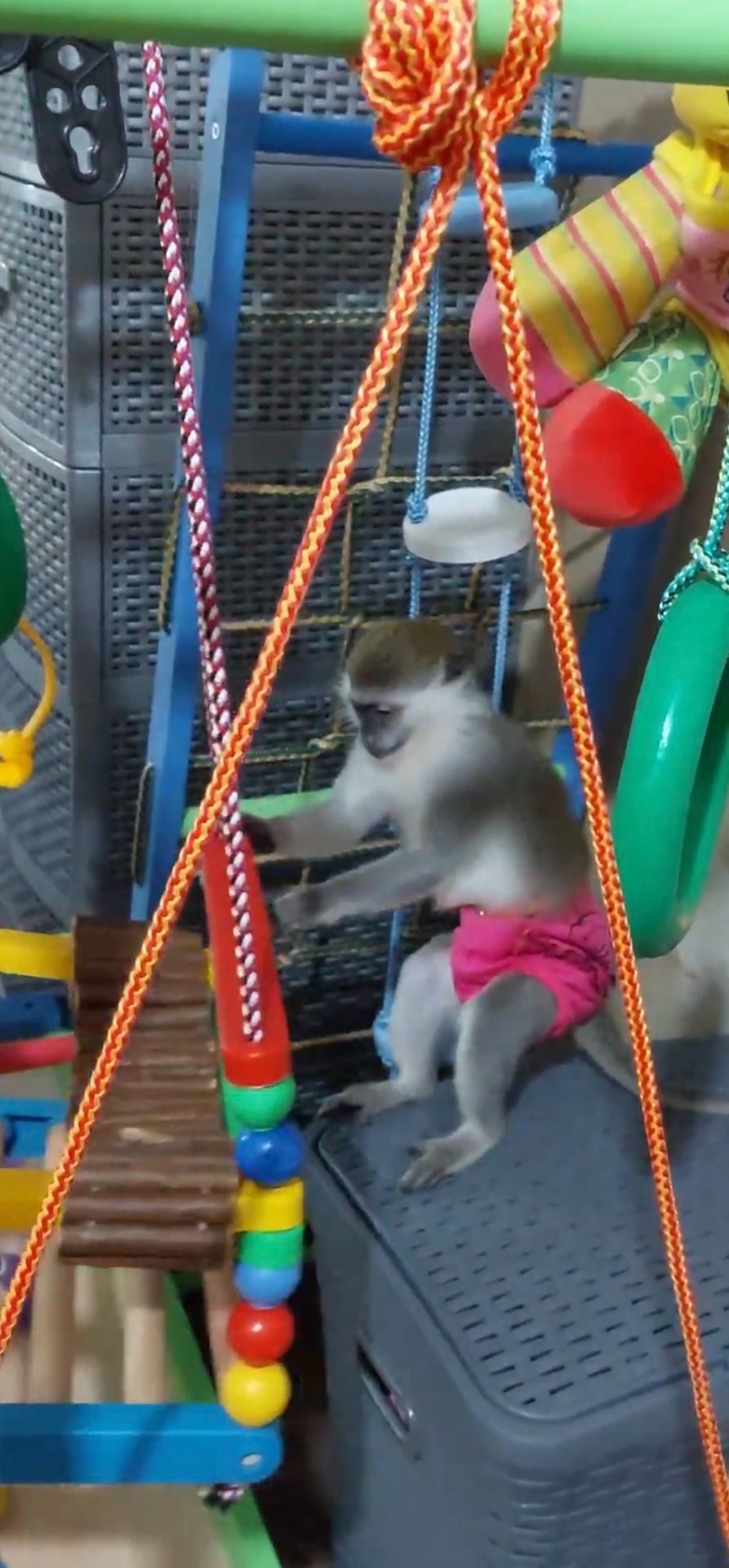 Мавпочка. Зелена ВЕРВЕТКА. Дівчинка.