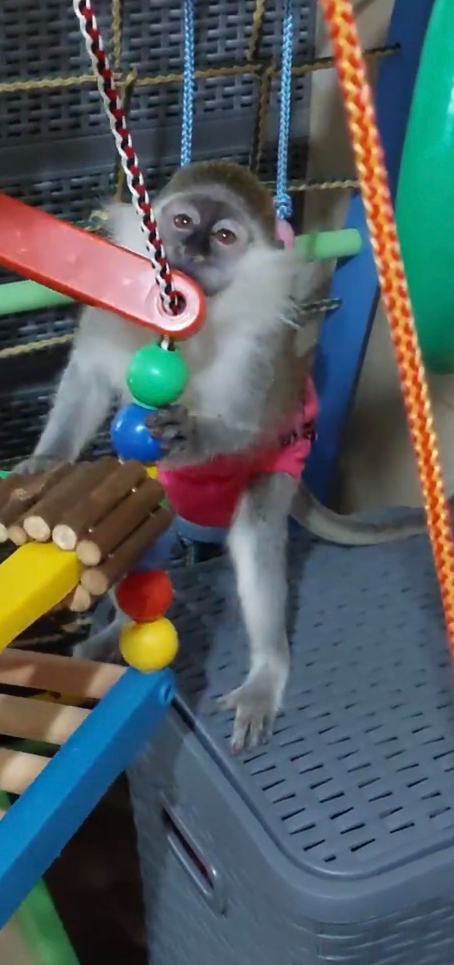 Мавпочка. Зелена ВЕРВЕТКА. Дівчинка.