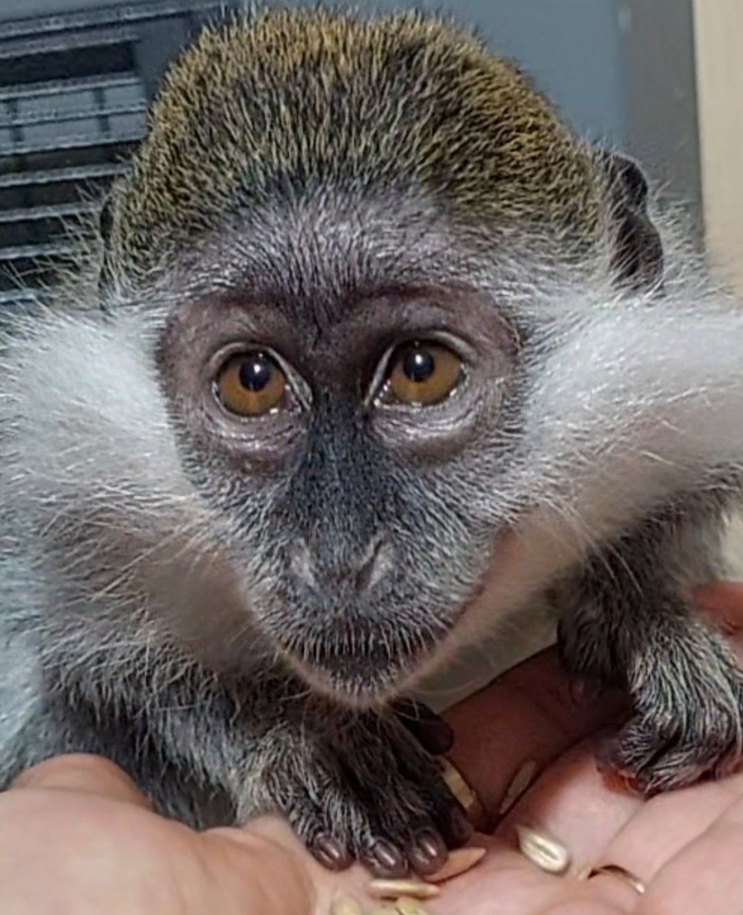 Мавпочка. Зелена ВЕРВЕТКА. Дівчинка.