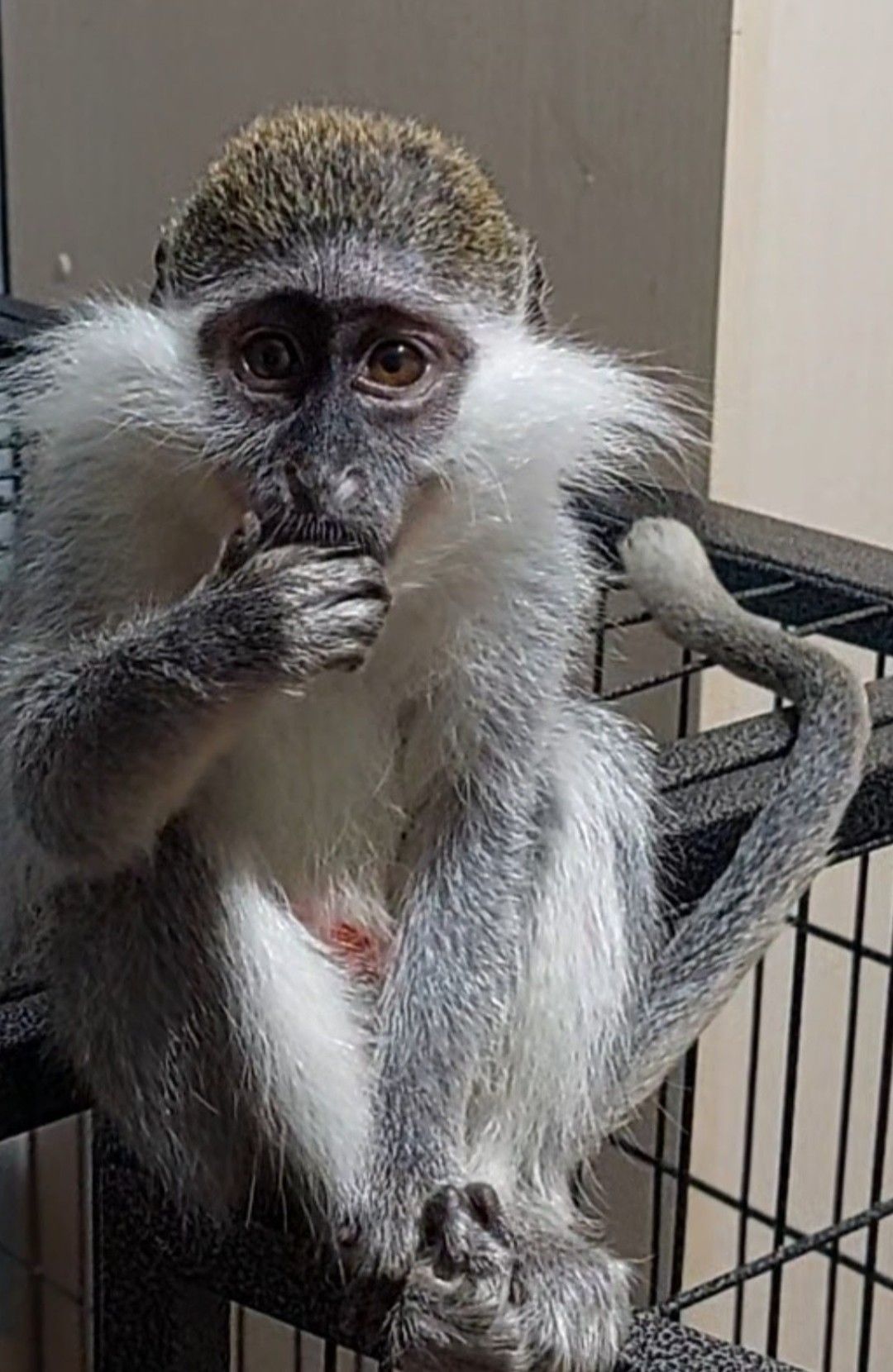 Мавпочка. Зелена ВЕРВЕТКА. Дівчинка.