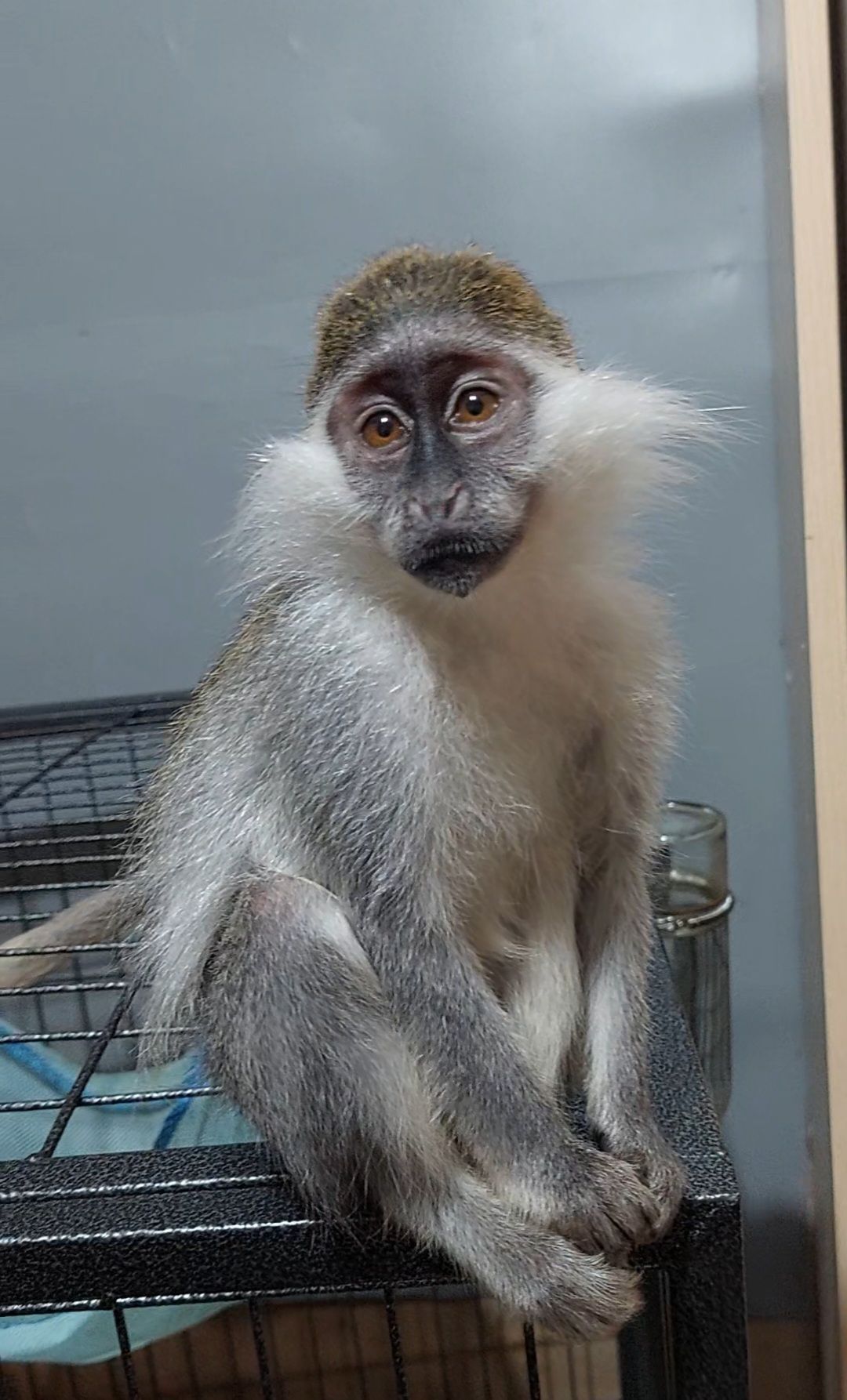 Мавпочка. Зелена ВЕРВЕТКА. Дівчинка.