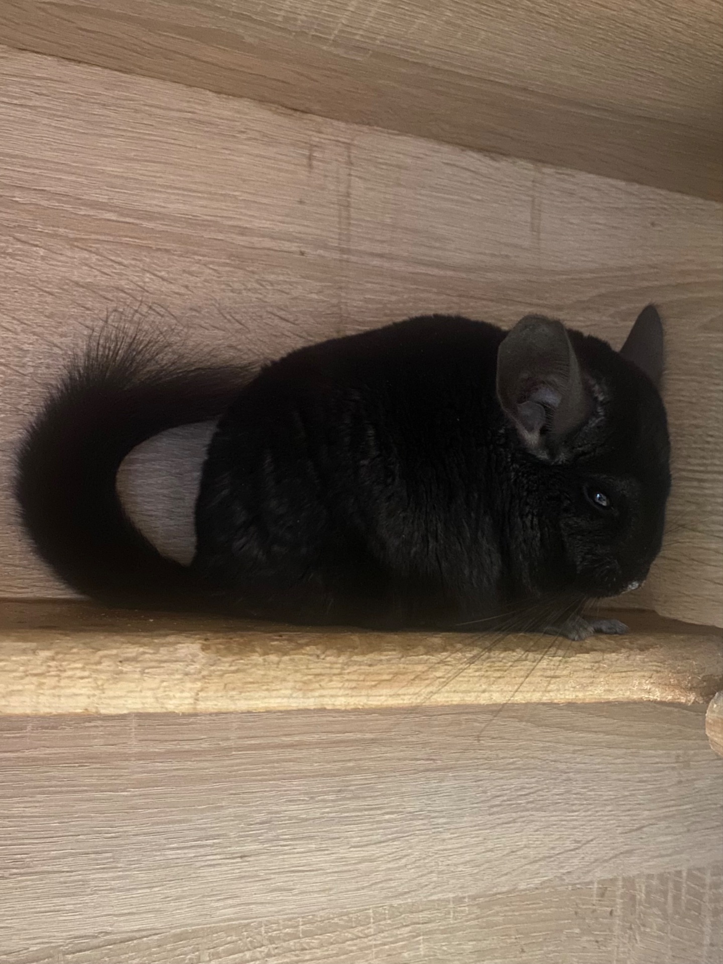 Гарні дітки шиншили