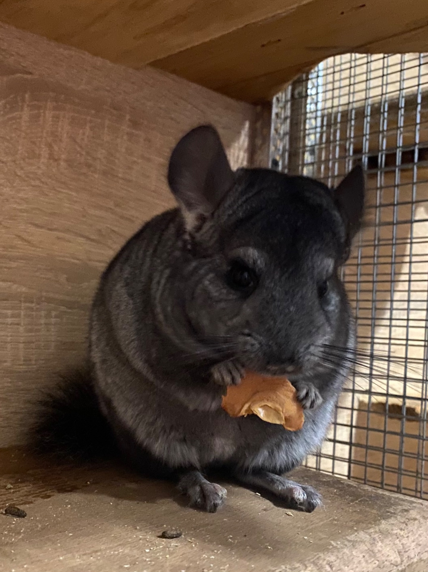 Гарні дітки шиншили