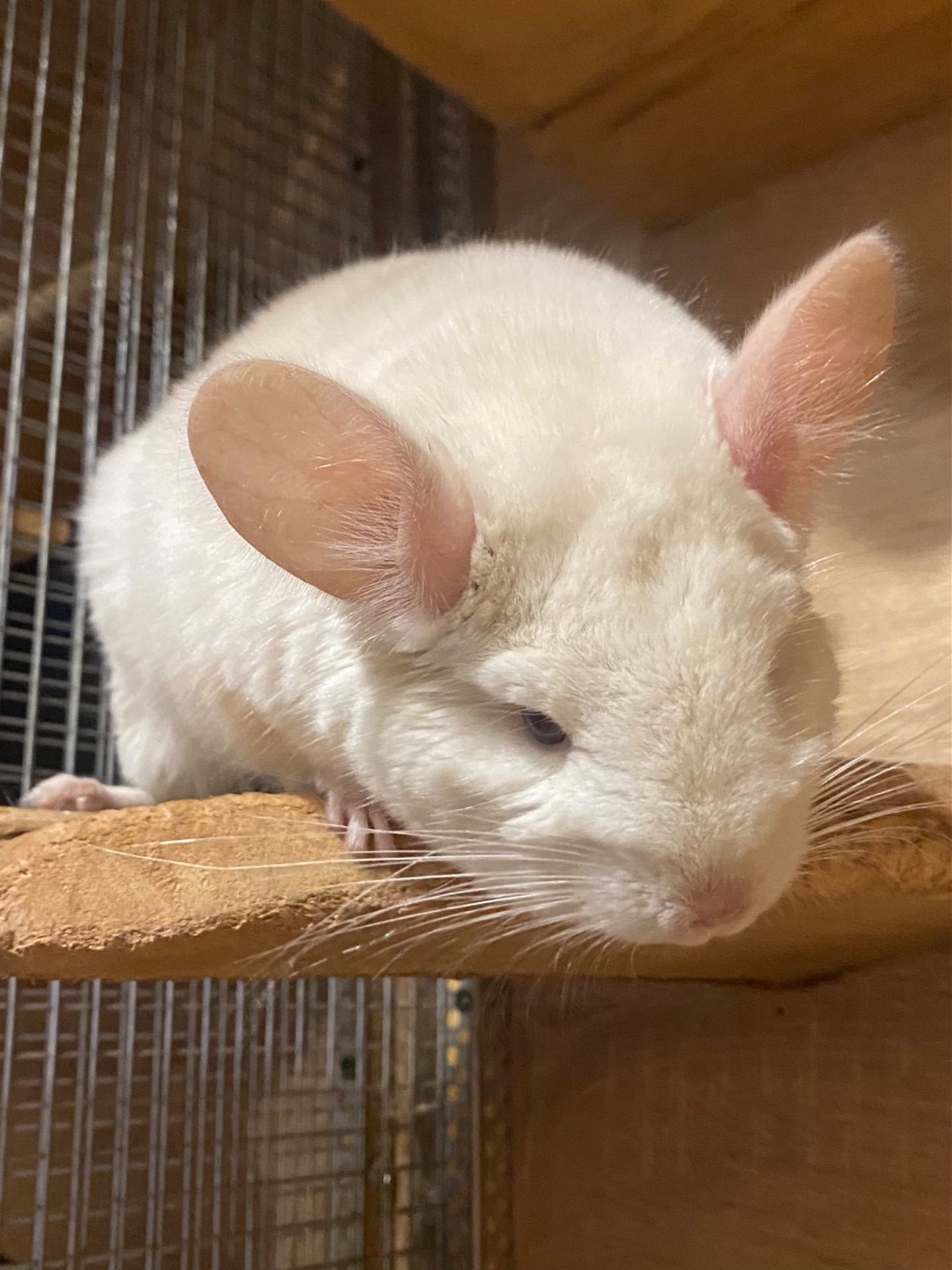 Гарні дітки шиншили