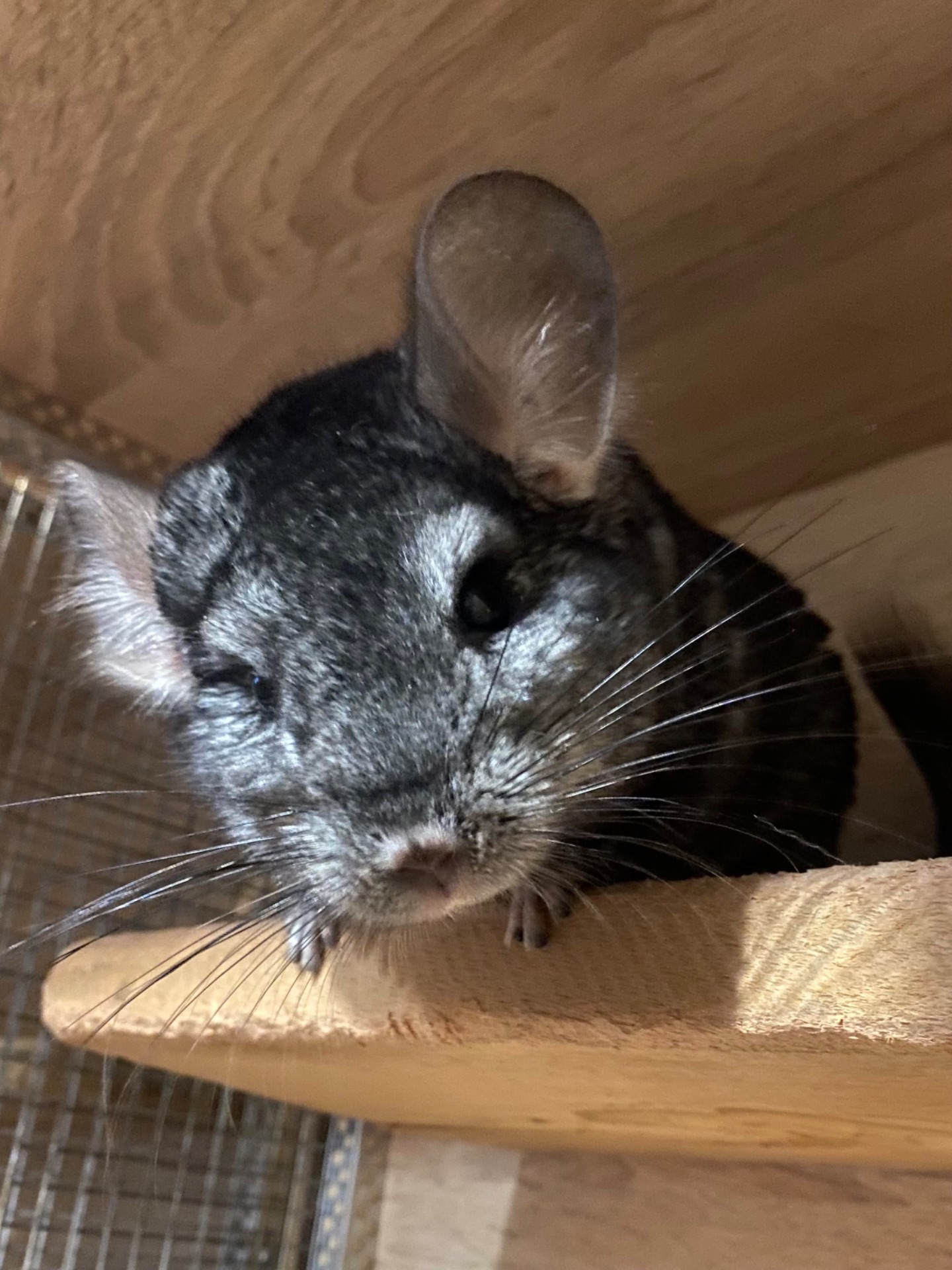 Гарні дітки шиншили