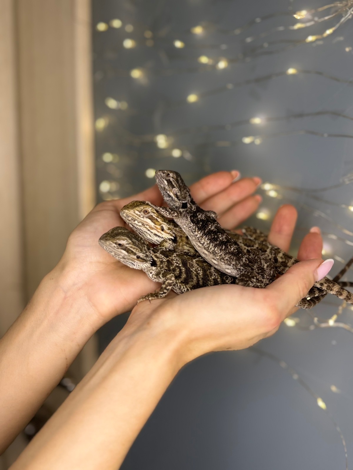 Бородаті агамки, ручні агами різних морф