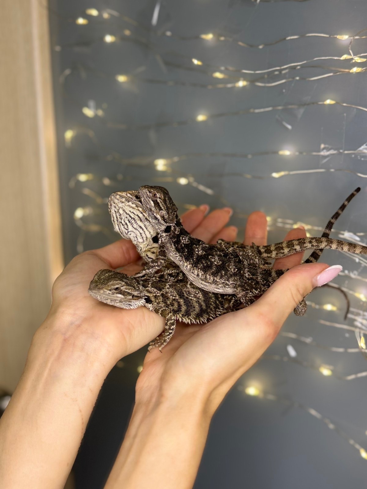 Бородаті агамки, ручні агами різних морф