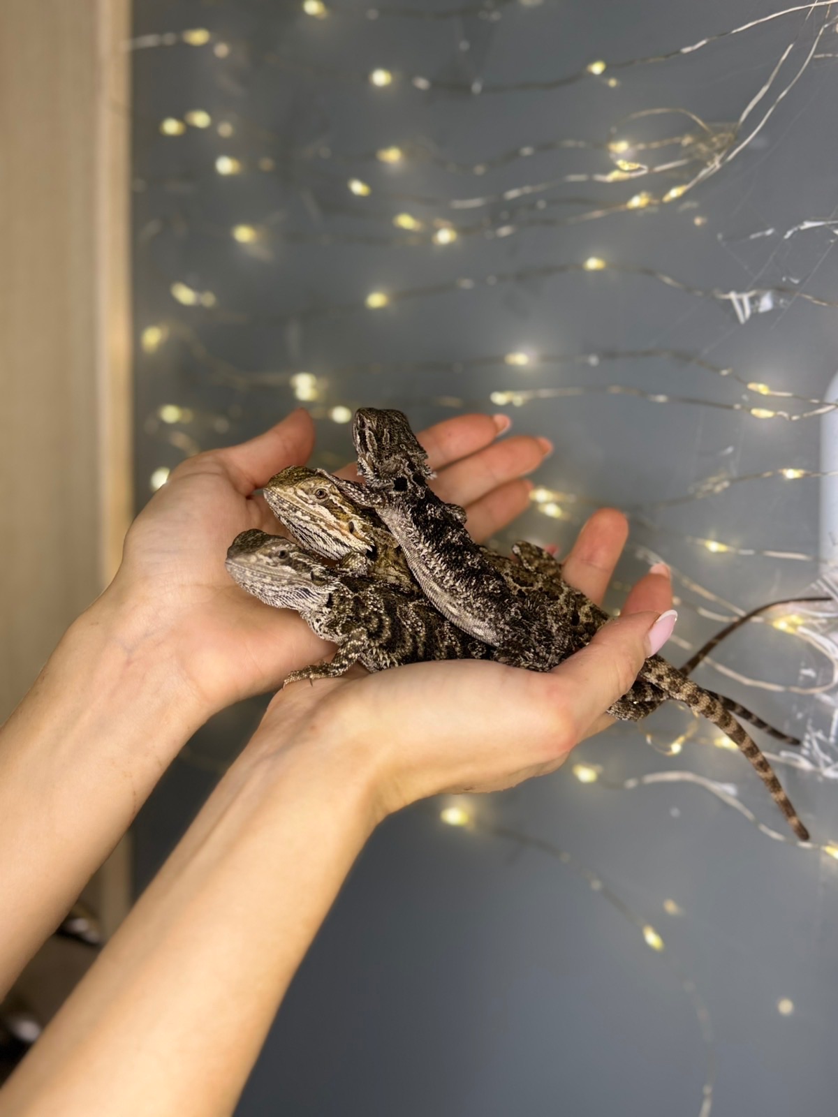 Бородаті агамки, ручні агами різних морф