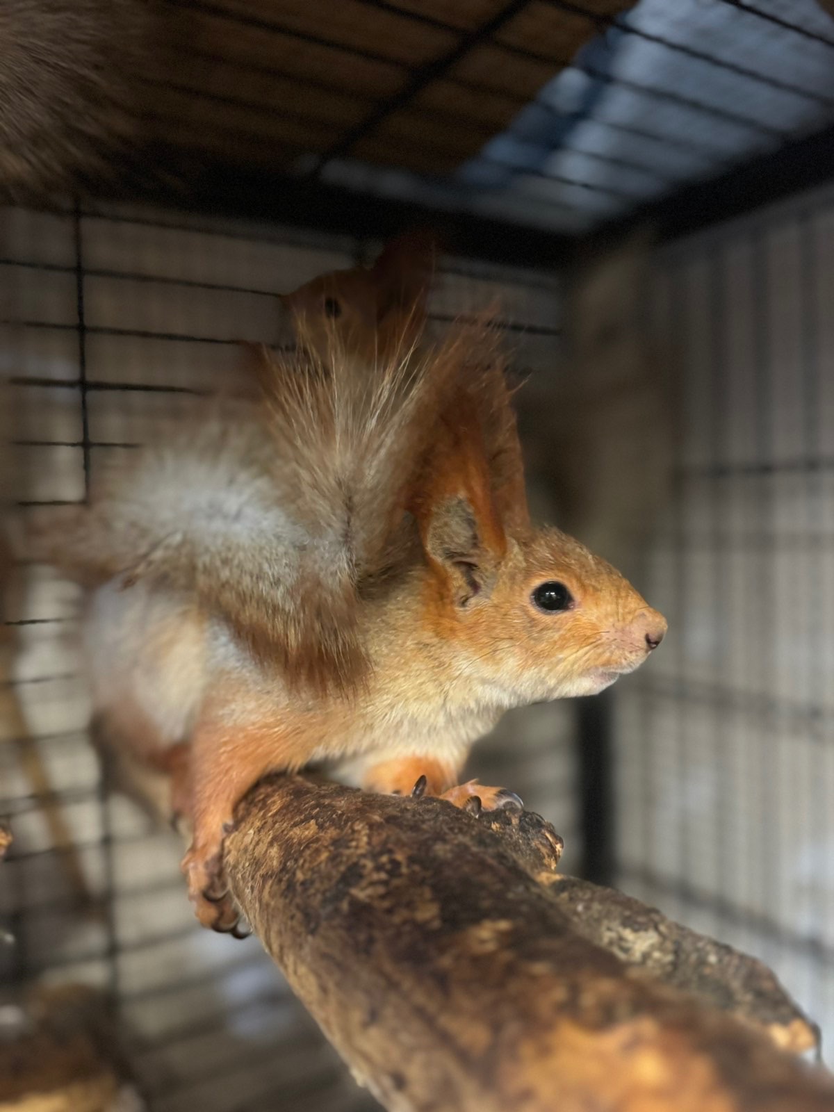 Білка руда, срібна, білка кримська