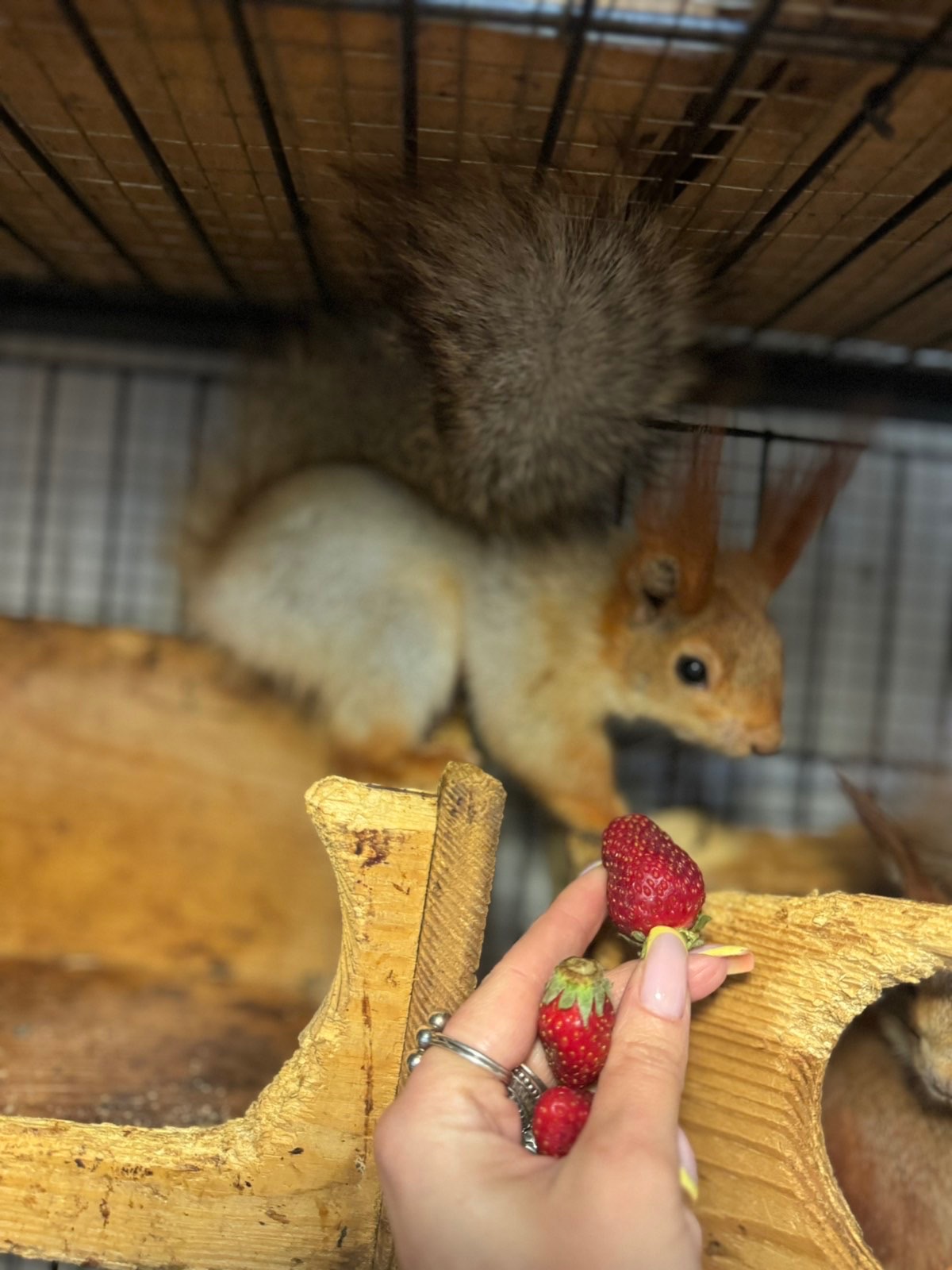 Білка руда, срібна, білка кримська