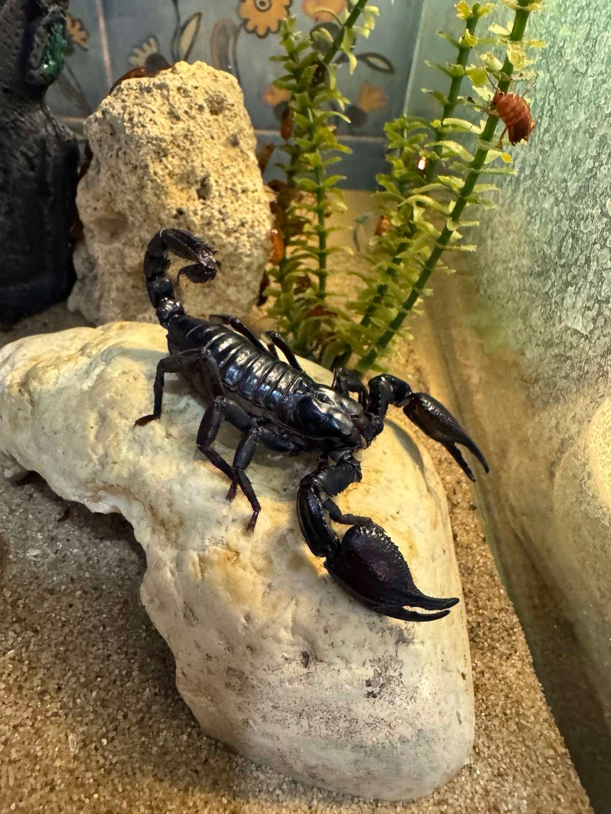 Петерсі скорпіон, ручний скорпіон