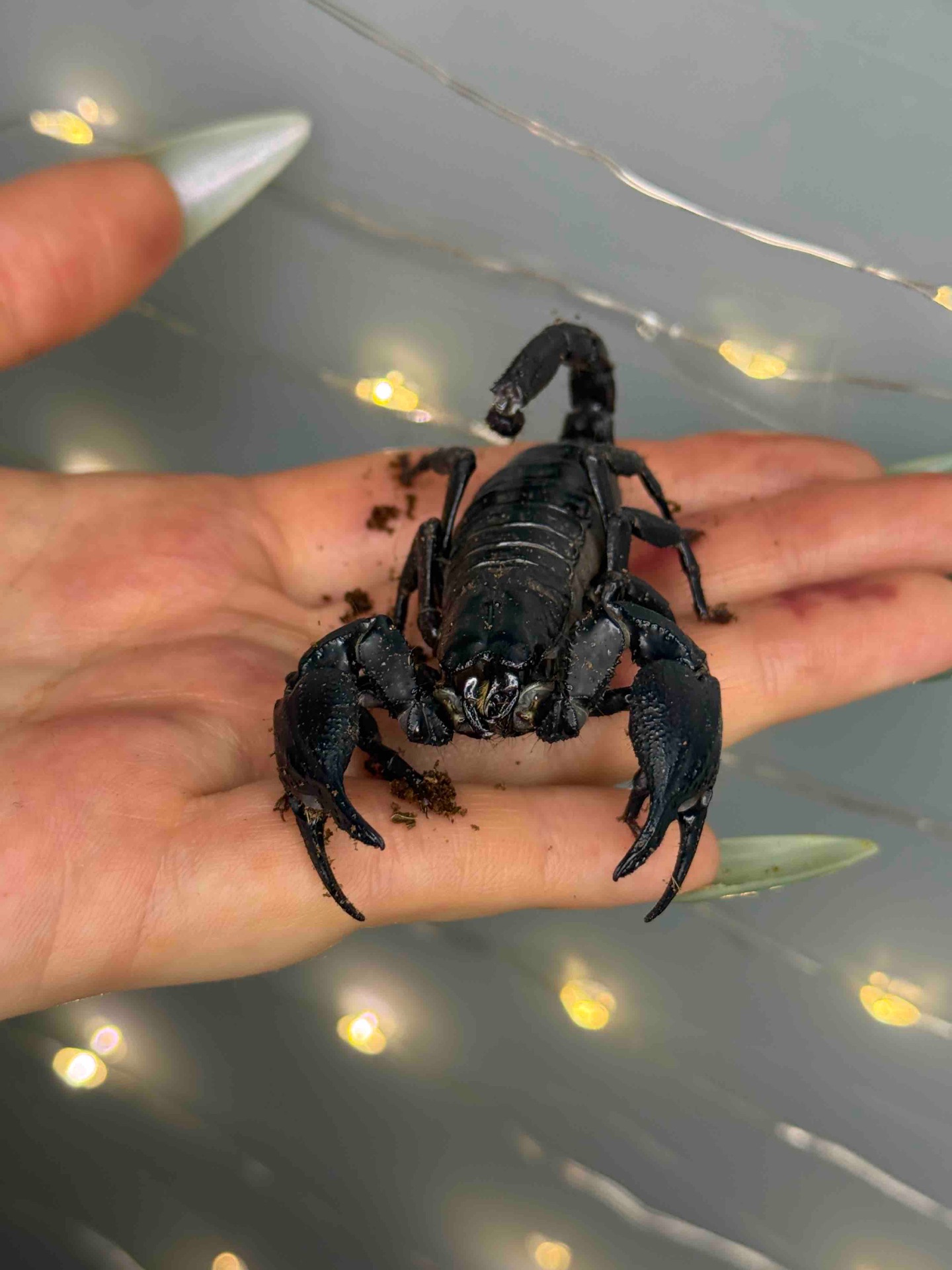 Петерсі скорпіон, ручний скорпіон