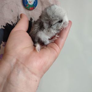 Братики шиншили білі ебоні носії сапфіру, фіолету та ангори