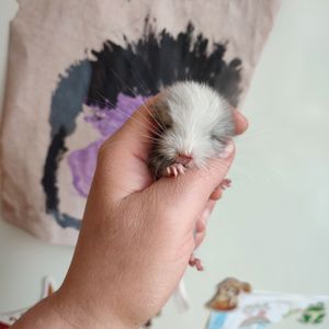 Братики шиншили білі ебоні носії сапфіру, фіолету та ангори