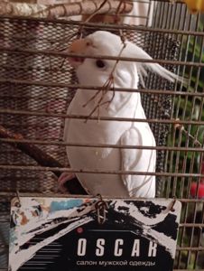 Попугай корелла возраст 5 месяцев