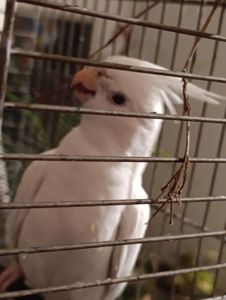 Попугай корелла возраст 5 месяцев