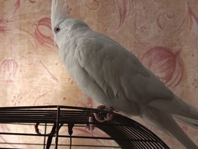 Попугай корелла возраст 5 месяцев