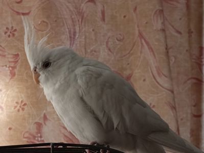 Попугай корелла возраст 5 месяцев