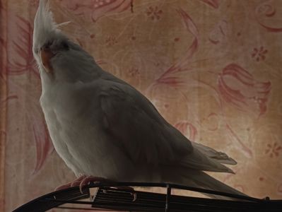 Попугай корелла возраст 5 месяцев