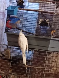 Попугай корелла возраст 5 месяцев