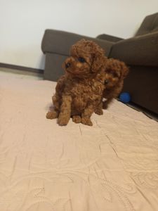 Той Пудель дівчинка Редбраун