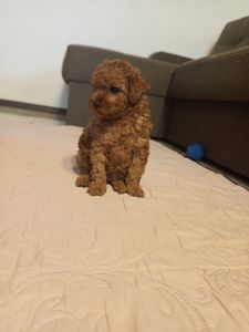 Той Пудель дівчинка Редбраун