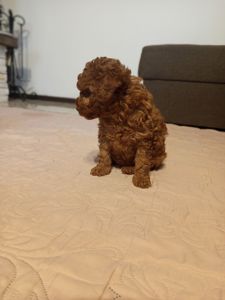 Той Пудель дівчинка Редбраун