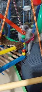 Мавпочка. Зелена ВЕРВЕТКА. Дівчинка.