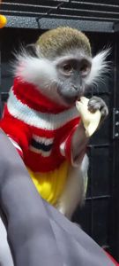 Мавпочка. Зелена ВЕРВЕТКА. Дівчинка.