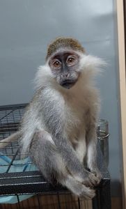 Мавпочка. Зелена ВЕРВЕТКА. Дівчинка.