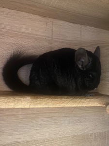 Гарні дітки шиншили