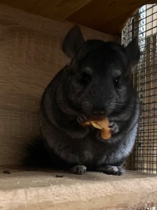 Гарні дітки шиншили