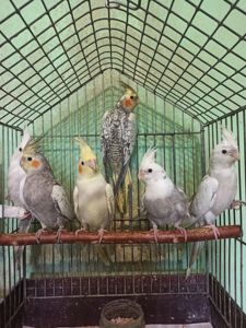 Кореллы птенцы