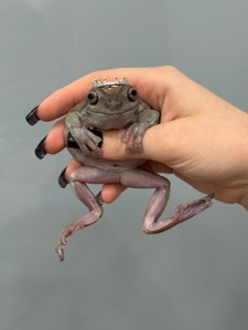 Квакша австралійська