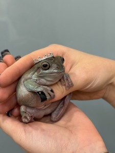 Квакша австралійська