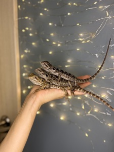 Бородаті агамки, ручні агами різних морф