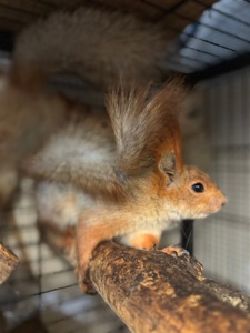 Білка руда, срібна, білка кримська