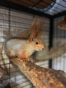 Білка руда, срібна, білка кримська