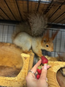 Білка руда, срібна, білка кримська