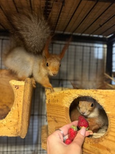 Білка руда, срібна, білка кримська