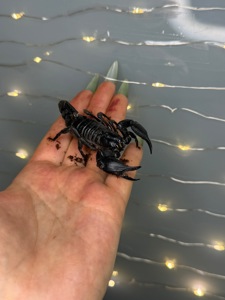 Петерсі скорпіон, ручний скорпіон