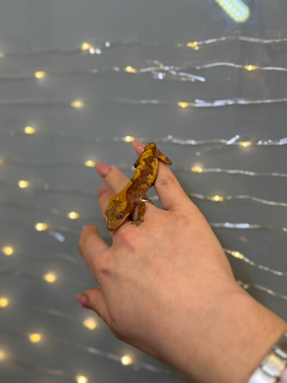 Бананоїд, віковий гекон бананоїд